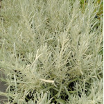 Helichrysum KORMA Kocanka