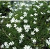 Dianthus deltoides White Gożdzik kropkowany