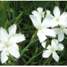 Dianthus deltoides White Gożdzik kropkowany