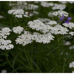 Achillea millefolium White Beauty Krwawnik