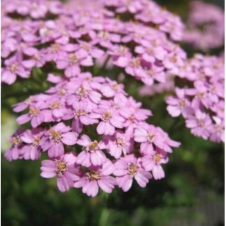 Achillea millefolium Lilac Beauty Krwawnik pospolity