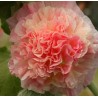 Alcea rosea Double Apricot Malwa różowa