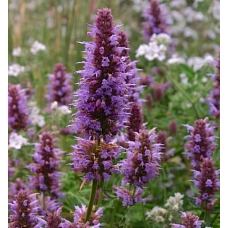 agastache kudos silver blue