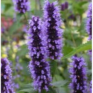 Agastache Black Adder Kłosowiec