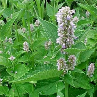 Agastache Blue Fortune Kłosowiec