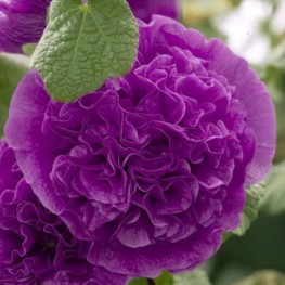 Alcea rosea Double Violet Malwa różowa