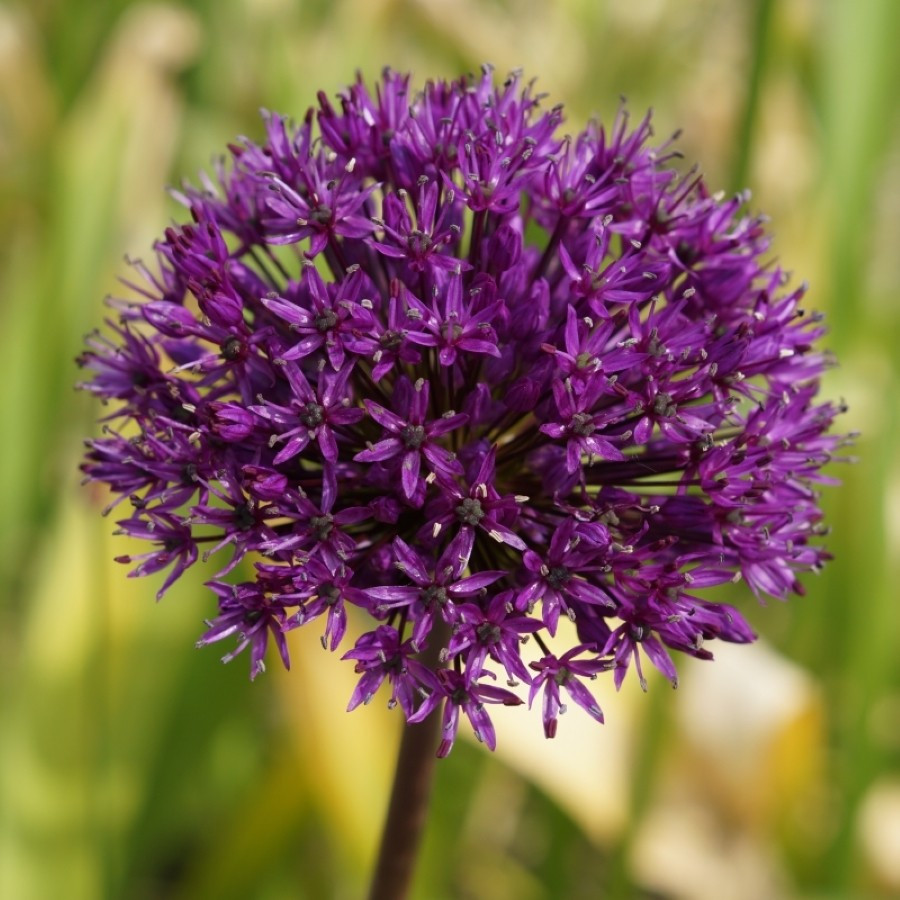 Allium Purple Sensation Czosnek