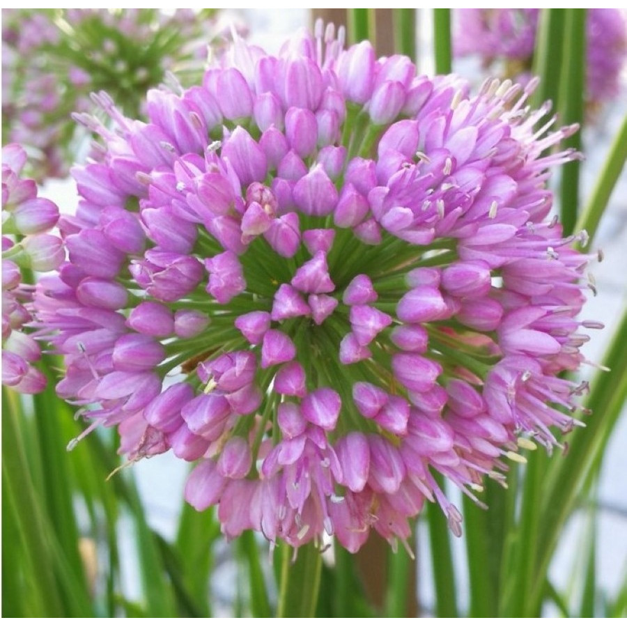 Allium Millenium Czosnek