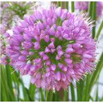 Allium Millenium Czosnek