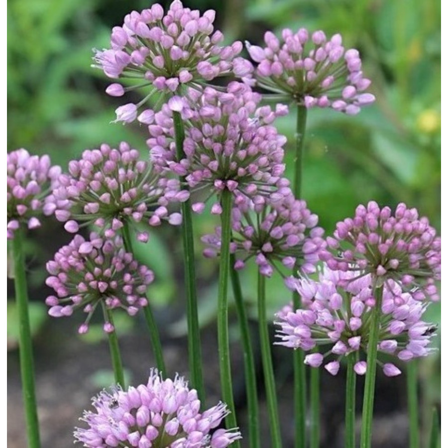 Allium Millenium Czosnek
