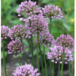 Allium Millenium Czosnek