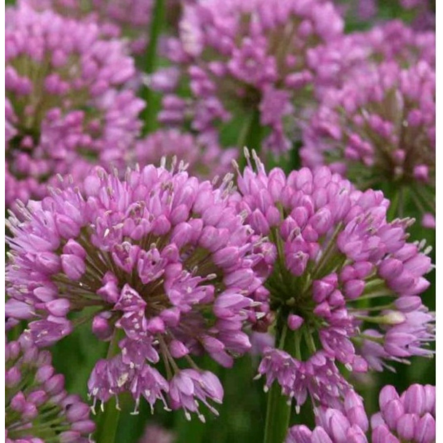 Allium Millenium Czosnek