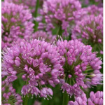 Allium Millenium Czosnek