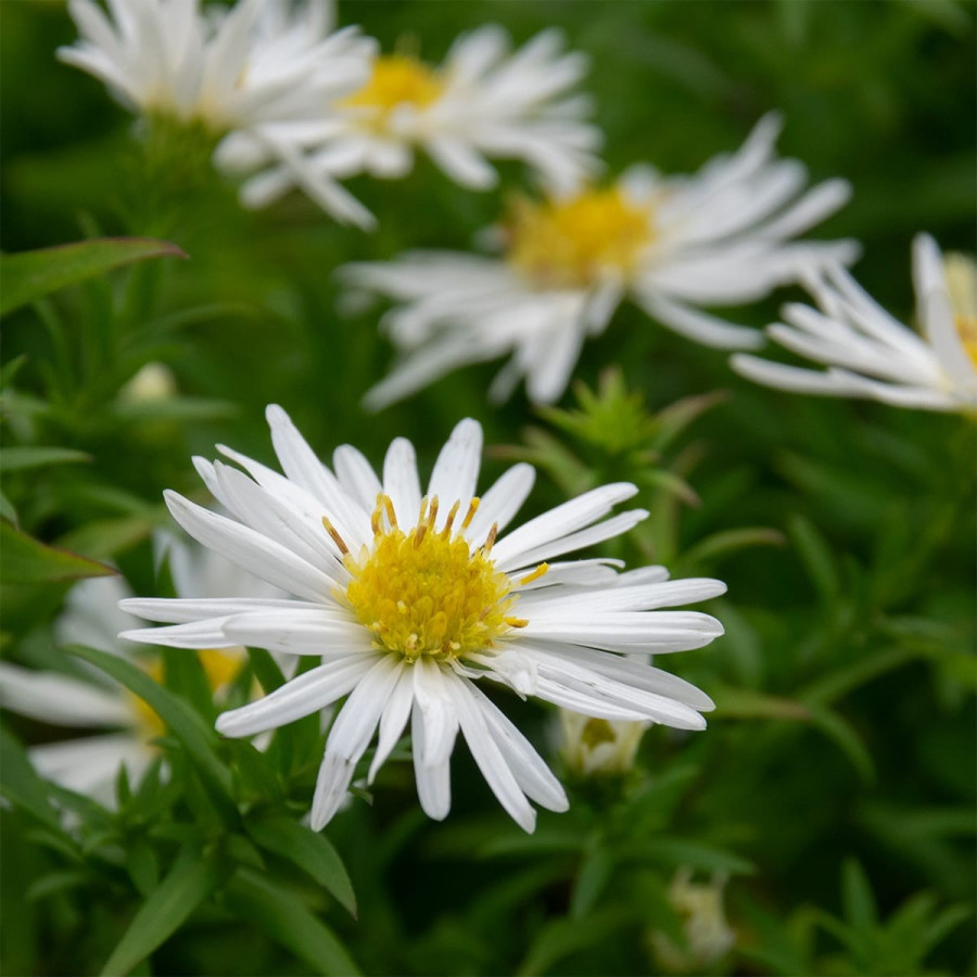 Aster dumosus Apollo Aster krzaczasty