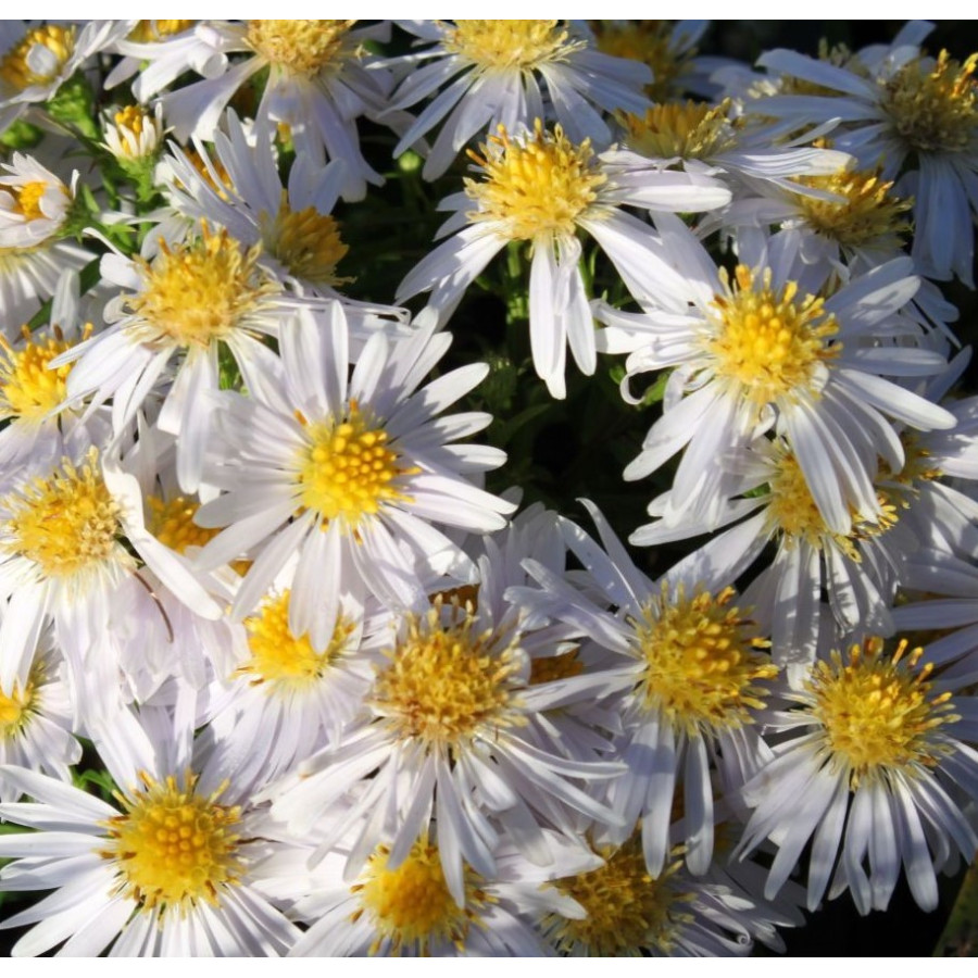 Aster dumosus Apollo Aster krzaczasty