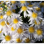 Aster dumosus Apollo Aster krzaczasty