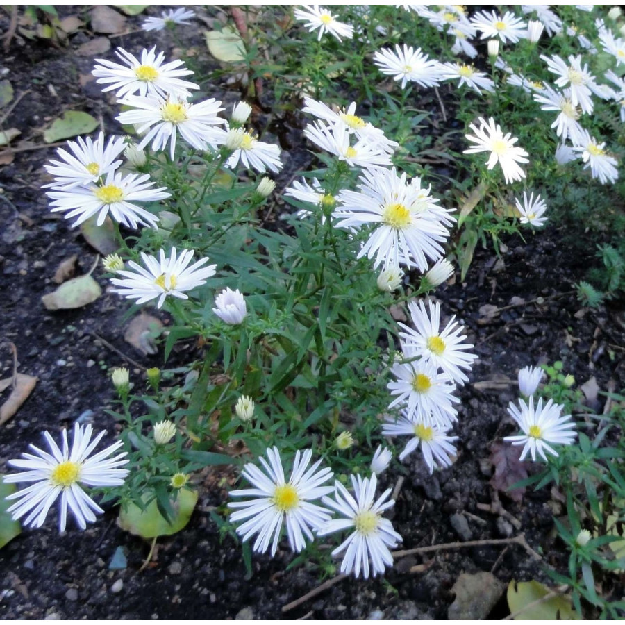 Aster dumosus Apollo