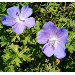 Geranium himalayense Baby Blue Bodziszek himalajski