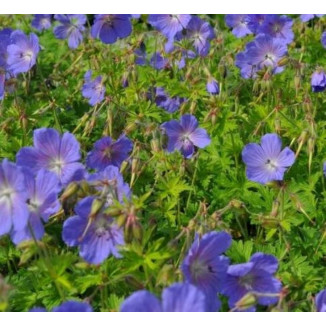 Geranium himalayense Baby Blue Bodziszek himalajski