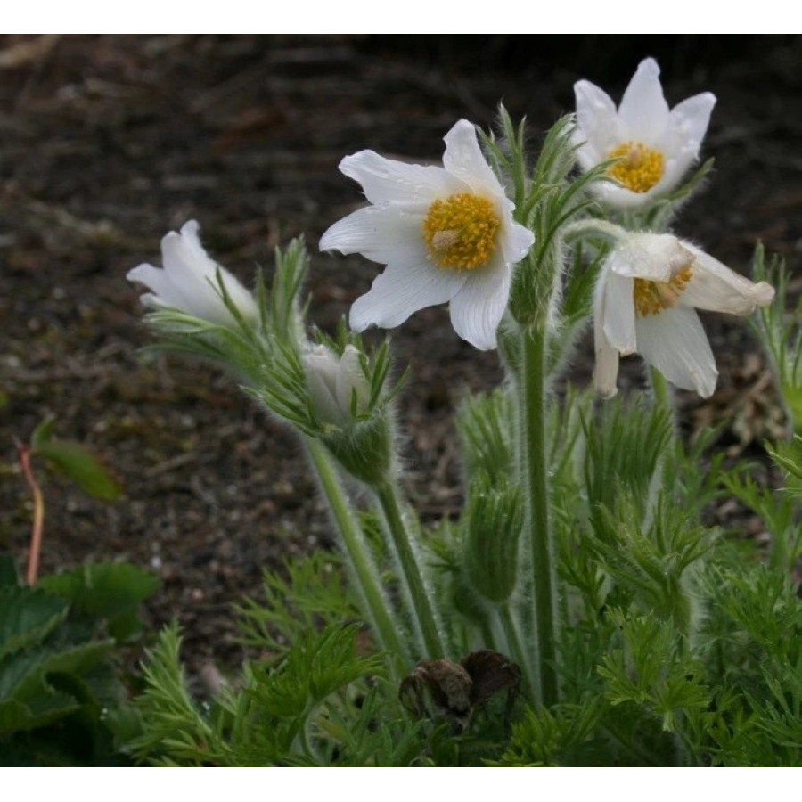 Pulsatilla vulgaris Pulsar White Sasanka zwyczajna Pulsar White