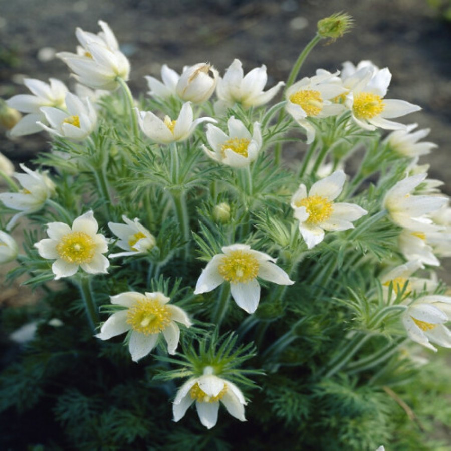 Pulsatilla vulgaris Pulsar White Sasanka zwyczajna Pulsar White