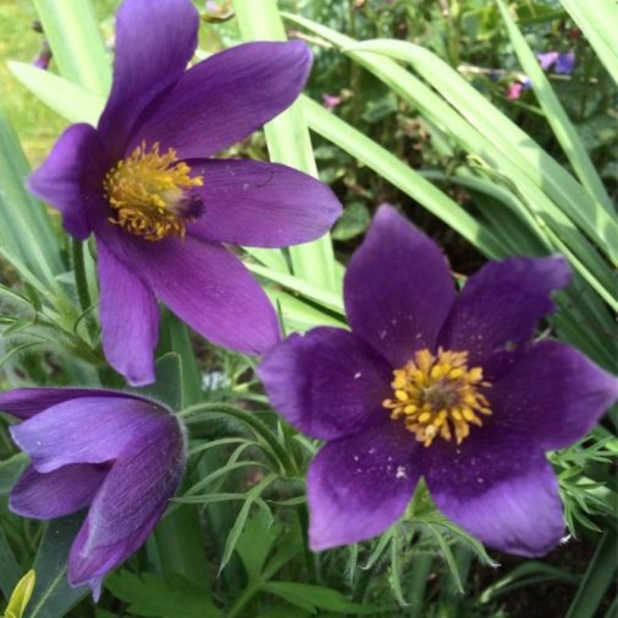 Pulsatilla vulgaris Sasanka zwyczajna
