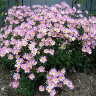 Chrysanthemum rubellum Clara Curtis Złocień czerwonawy