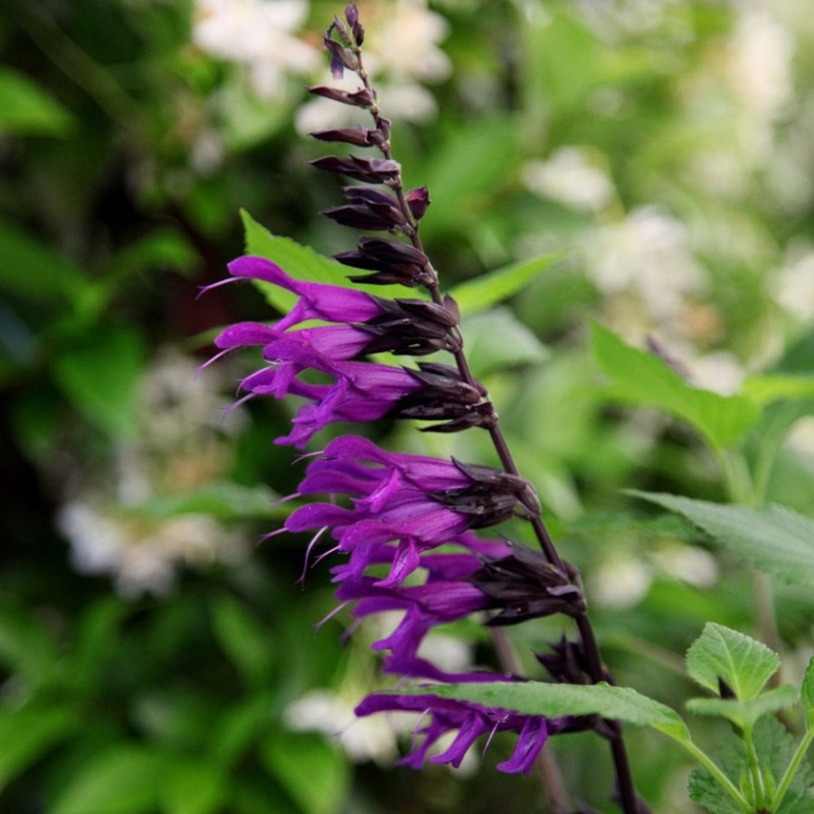 Salvia Amistad Szałwia