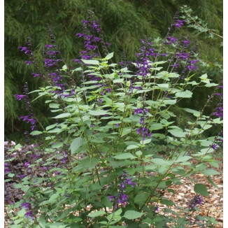 Salvia Deep Blue Field Szałwia