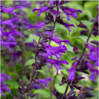 Salvia Deep Blue Field Szałwia