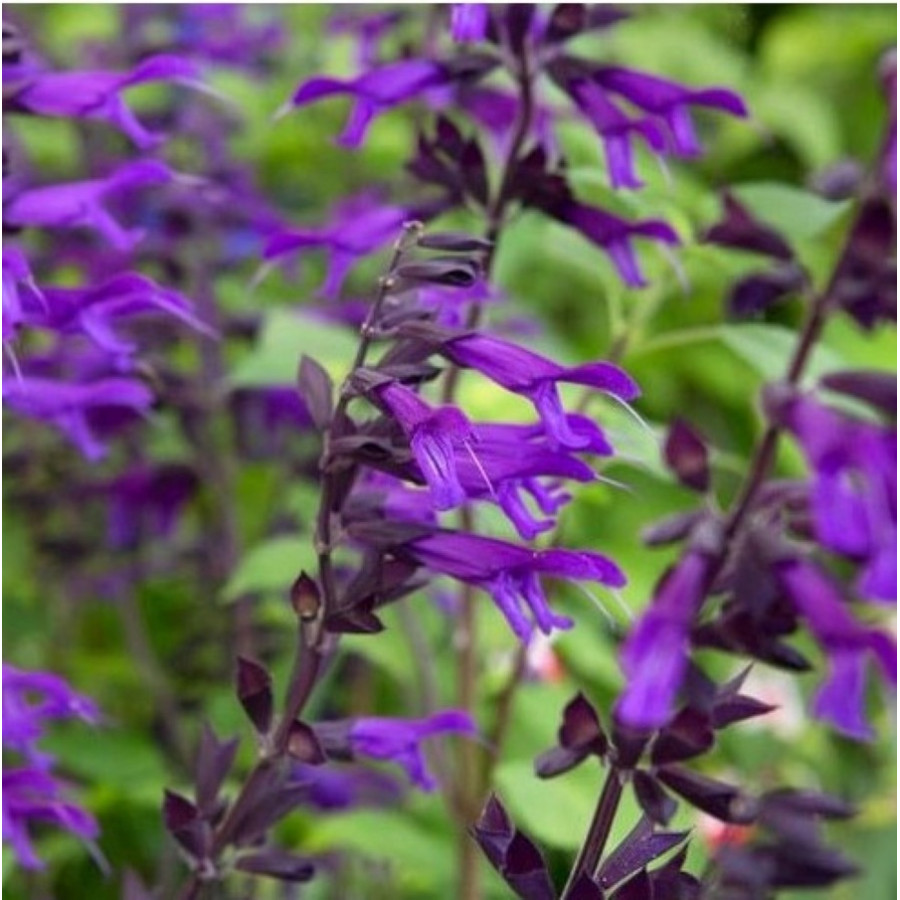 Salvia Deep Blue Field Szałwia