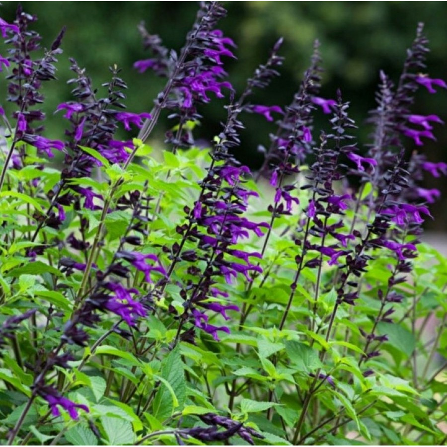 Salvia Deep Blue Field Szałwia