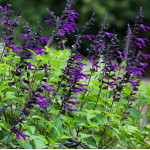 Salvia Amistad Szałwia