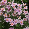 Anemone hupehensis Pink Saucer Zawilec japoński