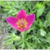 Anemone multiflora Annabella Deep Zawilec wielkokwiatowy