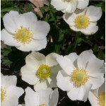 Anemone sylvestris Snow White -Zawilec wielkokwiatowy