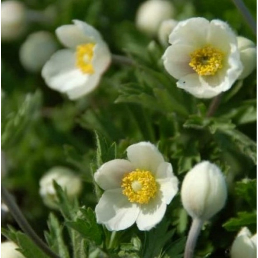Anemone sylvestris Snow White -Zawilec wielkokwiatowy