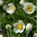 Anemone sylvestris Snow White -Zawilec wielkokwiatowy