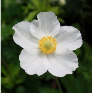 Anemone sylvestris Snow White -Zawilec wielkokwiatowy