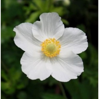 Anemone sylvestris Snow White -Zawilec wielkokwiatowy 