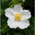 Anemone sylvestris Snow White -Zawilec wielkokwiatowy
