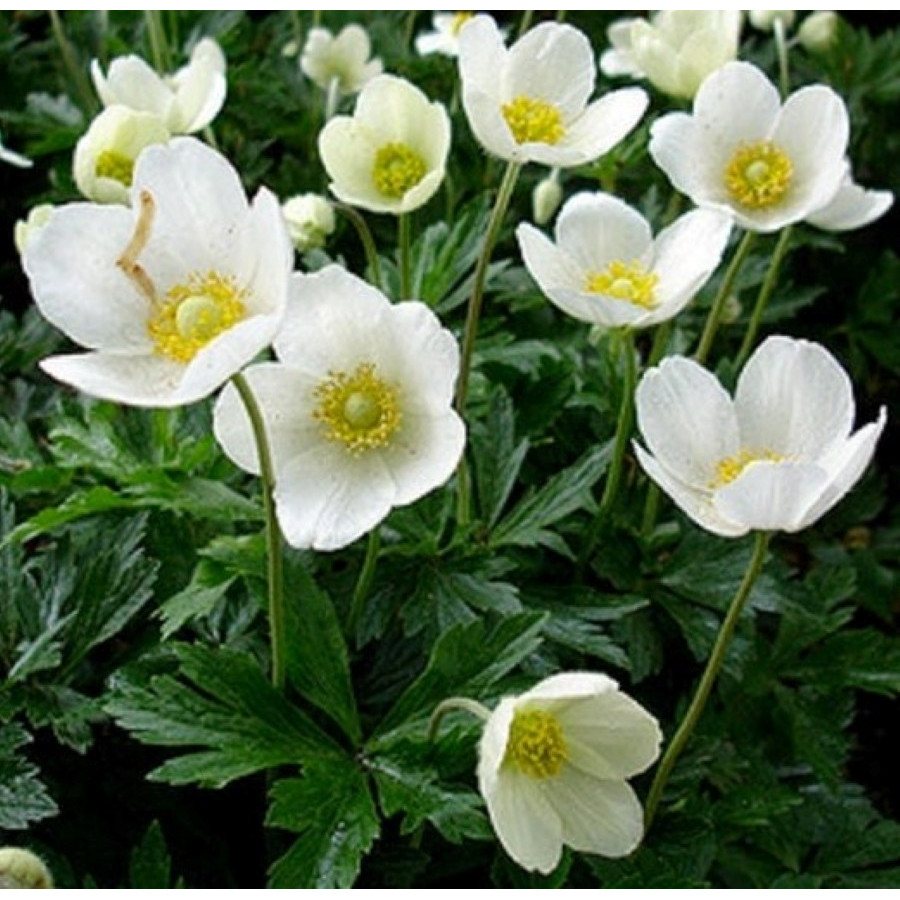 Anemone sylvestris Snow White -Zawilec wielkokwiatowy