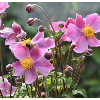 Anemone hupehensis Praecox Zawilec