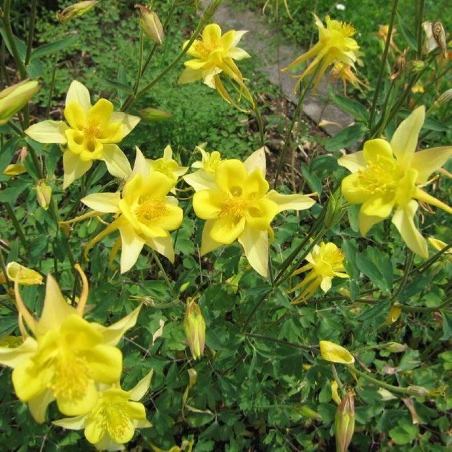 Aquilegia caerulea Spring Magic Yellow Orlik niebieski Spring Magic Yellow