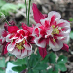 Aquilegia vulgaris Winky Double Red and White Orlik pospolity Winky Double Rose and White Aquilegia vulgaris Winky Double Red and White Orlik pospolity Winky Double Rose and White