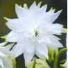 Aquilegia vulgaris White Barlow Orlik pospolity