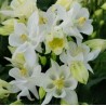 Aquilegia vulgaris Winki White Orlik pospolity