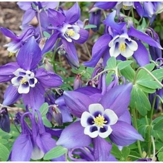 Aquilegia caerulea Spring Magic Navy and White Orlik niebieski Spring Magic Navy and White