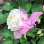 Aquilegia vulgaris Winky Double Rose and White Orlik pospolity Winky Double Rose and White