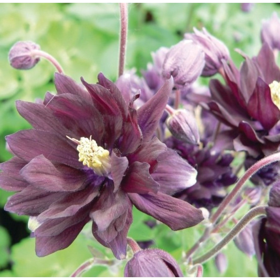 Aquilegia vulgaris Barlow Black Barlow Orlik pospolity Barlow Black Barlow